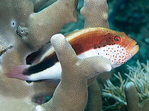 Freckled hawkfish in Raja Ampat, 2019