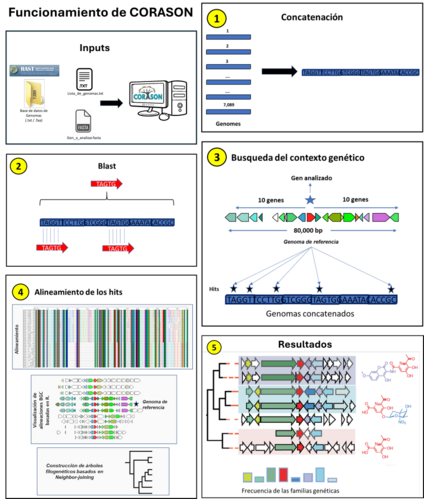 CORASON es una herramienta visual bioinformática escrita en Perl que identifica y compara grupos de genes que comparten un núcleo genómico común. Corason también reconstruye filogenias de estos grupos de genes para explorar sus relaciones evolutivas.