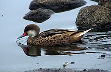 Canard des Bahamas (Anas bahamensis)