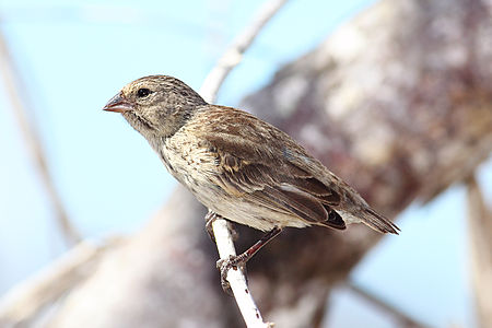 The small ground finch, one of Darwin's finches of the Galápagos