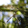 Was für eine Seidenspinne ist das?