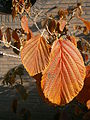 Hamamelis 'Jelena' fall colour