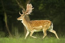 Photographie de profil d'un Daim européen dans une plaine d'une réserve animale.