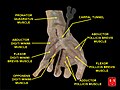 Krátky ohýbač palca (flexor pollicis brevis muscle)