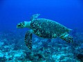 Una tortuga Carey, tortuga marina en peligro de extinción reproducida en costas yucatecas.