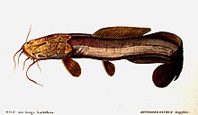 Heterobranchus longifilis.jpg