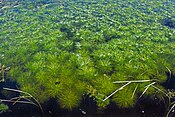 підводні рослини