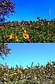 Dune vegetation before and after Hurricane Irma, Miami Beach March and September 2017