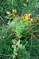 Hypericum perforatum L. (Hypericaceae)