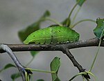 Iphiclides podalirius – Raupe