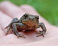 A juvenile common toad, also known as Bufo bufo.