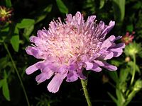 Knautia arvensis20110703 116.jpg