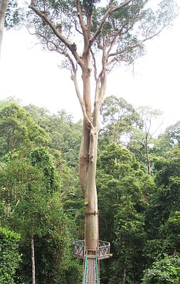 Koompassia excelsa (Becc.) Taub.. Одно из самых высоких тропических деревьев, достигающее более 80 метров в высоту.