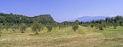 Olive trees around the Rocca di Manerba del Garda.