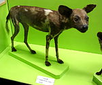 Lycaon pictus - Museo Civico di Storia Naturale Giacomo Doria - Genoa, Italy - DSC02650.JPG