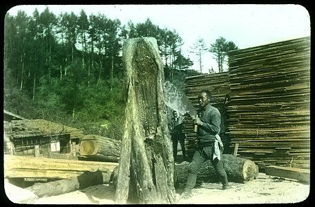 Man using handsaw on tree trunk