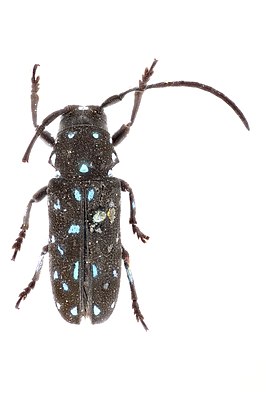 Melanopais gemmaria