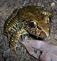 Giant Barred Frog