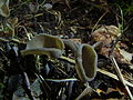 Helvella macropus