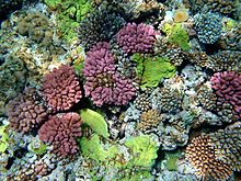 The colour of corals depends on the combination of brown shades provided by their zooxanthellae and pigmented proteins (reds, blues, greens, etc.) produced by the corals themselves. Multy color corals.JPG
