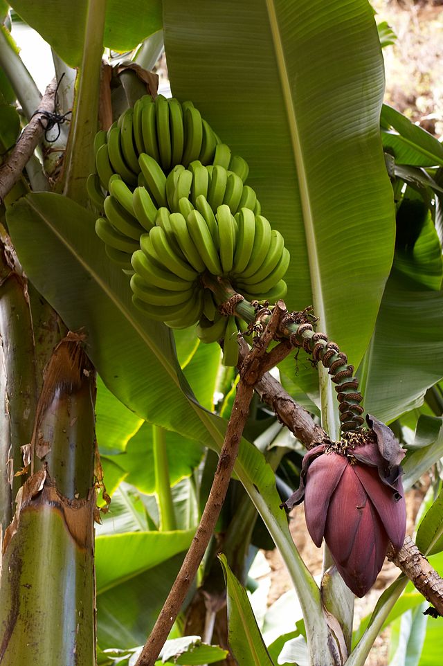 Musa acuminata planta banana platano