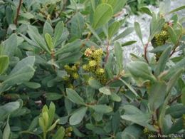 Pajūrinis sotvaras (Myrica gale)