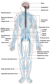 200px-Nervous_system_diagram.png