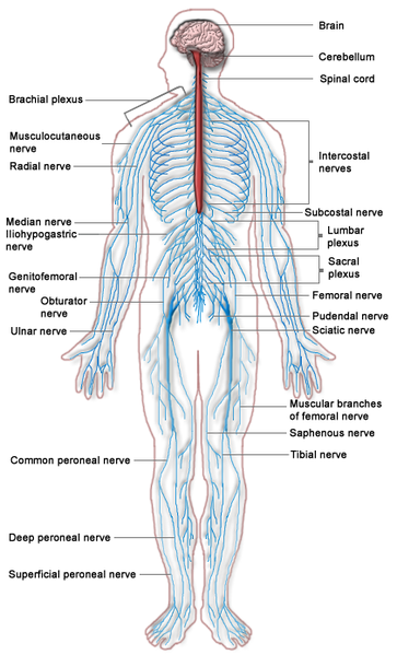 Файл:Nervous system diagram.png