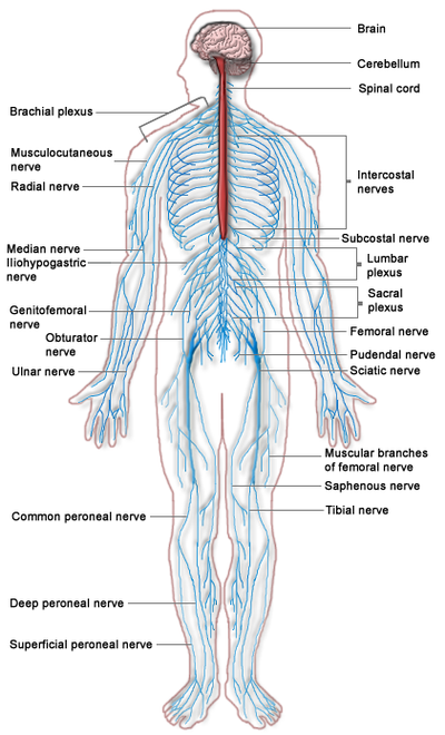circulatory system diagram unlabeled. circulatory system diagram
