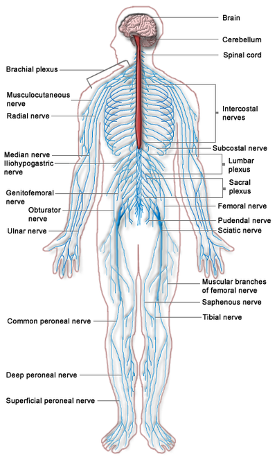 circulatory system diagram. circulatory system diagram.