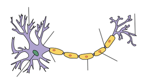 Diagram of neuron with arrows but no labels. M...