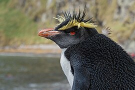 Northern rockhopper penguin