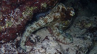 Octopus insularis (en) (Caraïbes et Brésil)