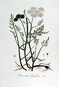 Батанічная ілюстрацыя з кнігі Яна Копса «Flora Batava», 1800—1934