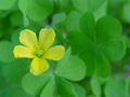 Oxalis albicans, Hairywood Sorrel