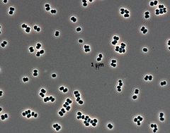 Tersicoccus phoenicis bakter mikroskoobi all