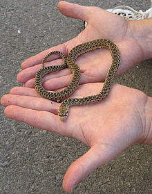 Pacific Gopher Snake - Wikipedia, the free encyclopedia