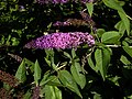 Pflanze 2: Buddleja davidii