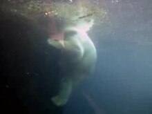Plik:Polar Bear Underwater Zoo Bremerhaven Germany.ogv