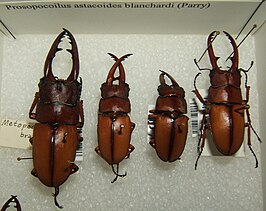 Prosopocoilus blanchardi