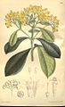 Psychotria capensis