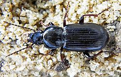 Pterostichus anthracinus up.jpg