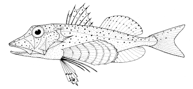 Pterygotrigla picta