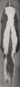 Revize skunků rodu Chincha (1901) pl. 3 M. m. spissigrada.png