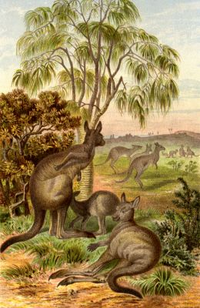 Kangaruu ni mamalia wa Australia