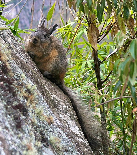 Plik:Rodent on a rock in South America-8.jpg