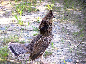 English: Ruffed Grouse