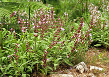 Typický nízký polokeřík šalvěje lékařské s šedozelenými listy a fialově nakvétajícími květy