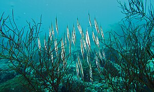 Grupo de A. strigatus en Sabah, Malasia