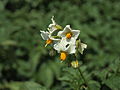 Solanum tuberosum Heideniere (03) .jpg